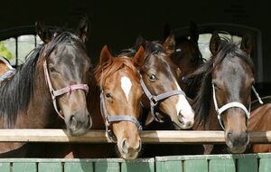 Лошадей заставляли тянуть тяжелую древесину, отметили зоозащитники