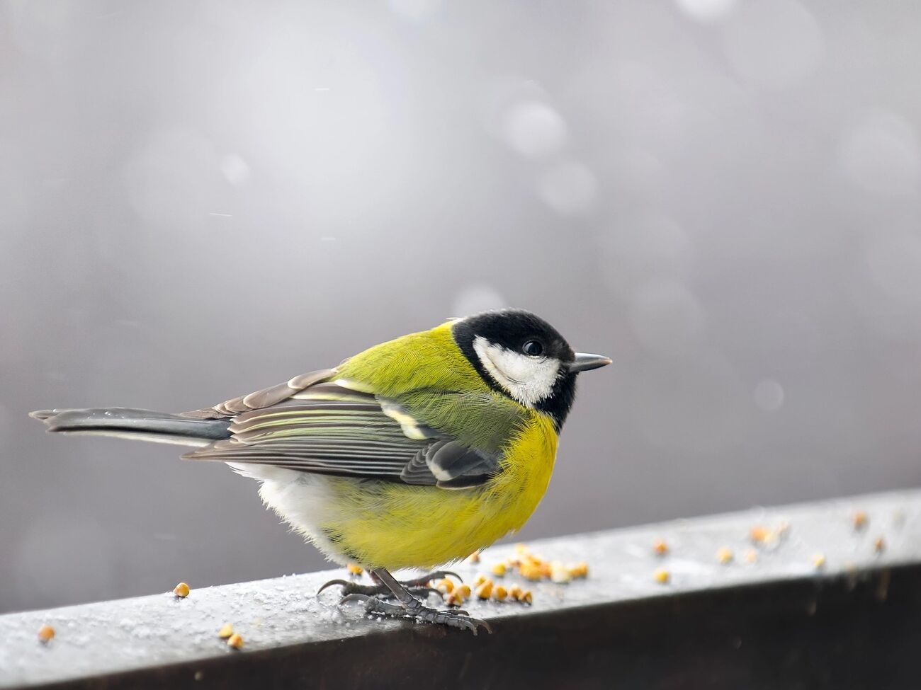 Синицы в дикой природе едят останки животных