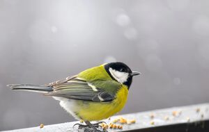 Синицы в дикой природе едят останки животных