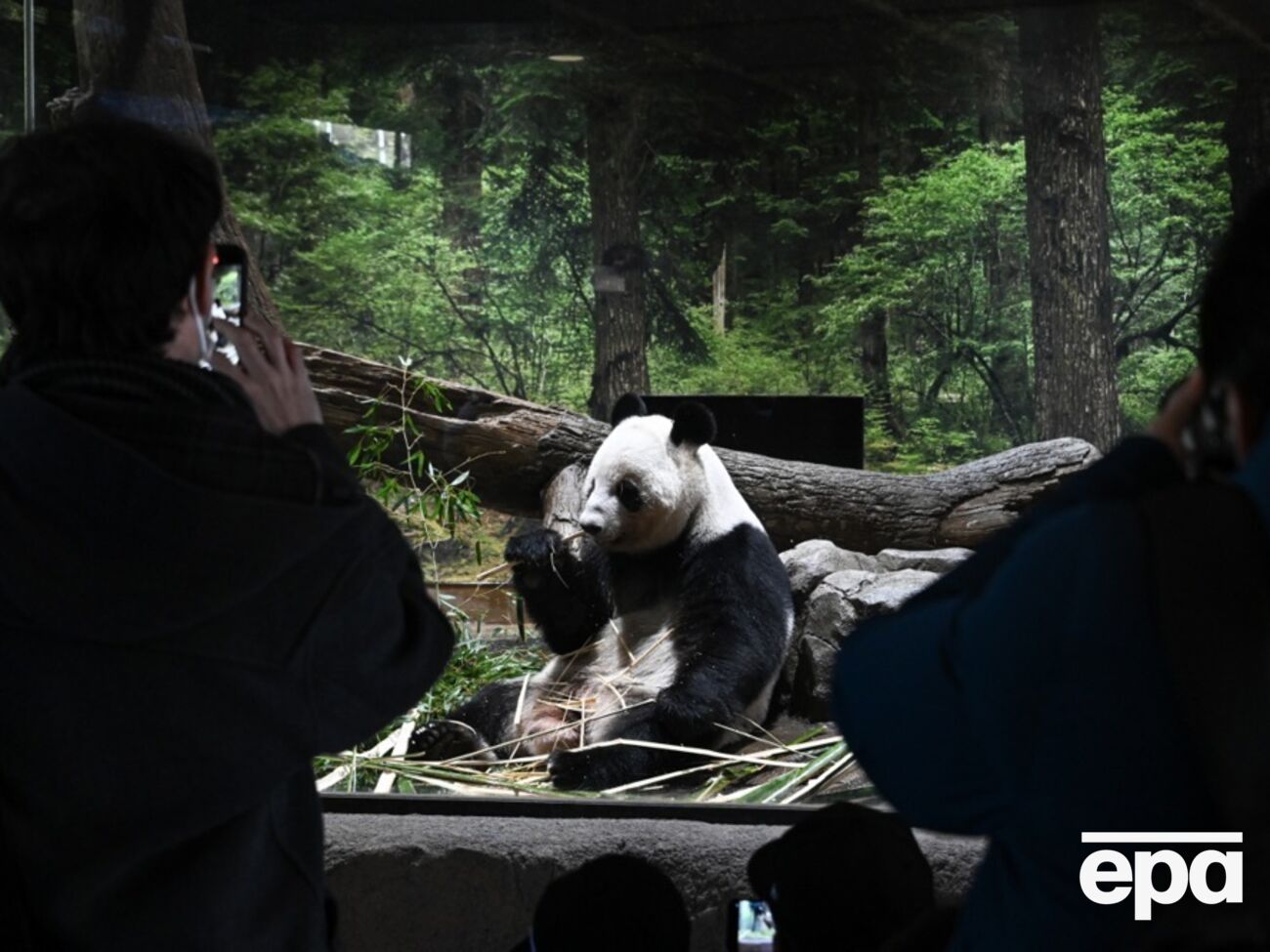 Панд из японского зоопарка отдадут Китаю