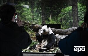 Панд из японского зоопарка отдадут Китаю