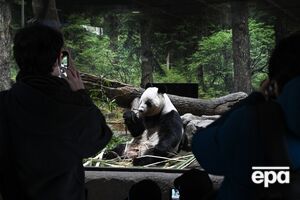 Панд из японского зоопарка отдадут Китаю