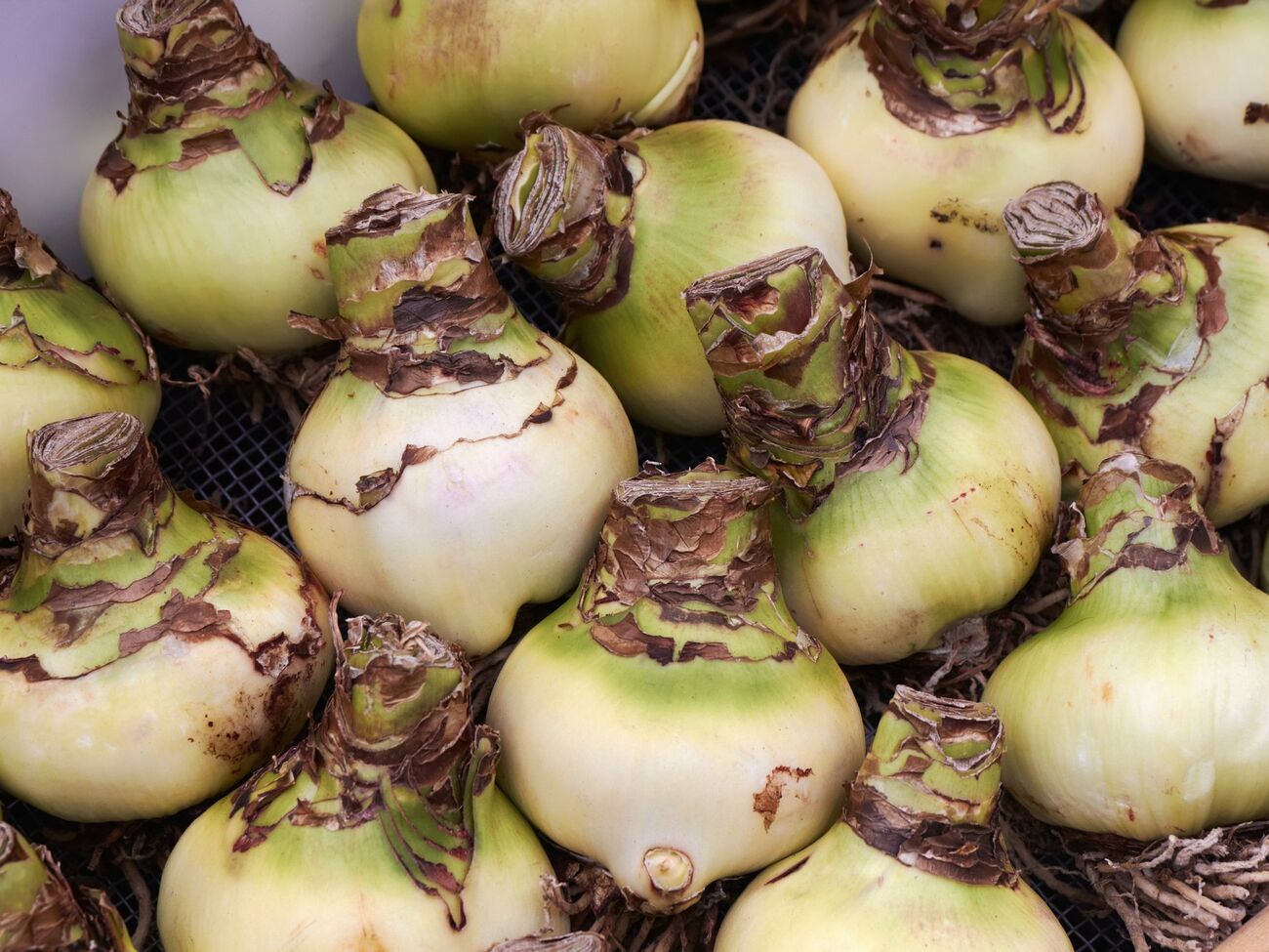 Посадка лилии имеет свои особенности среди других луковичных