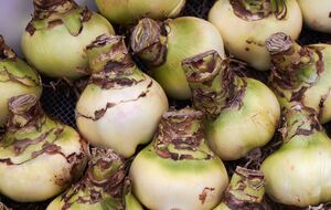 Посадка лилии имеет свои особенности среди других луковичных