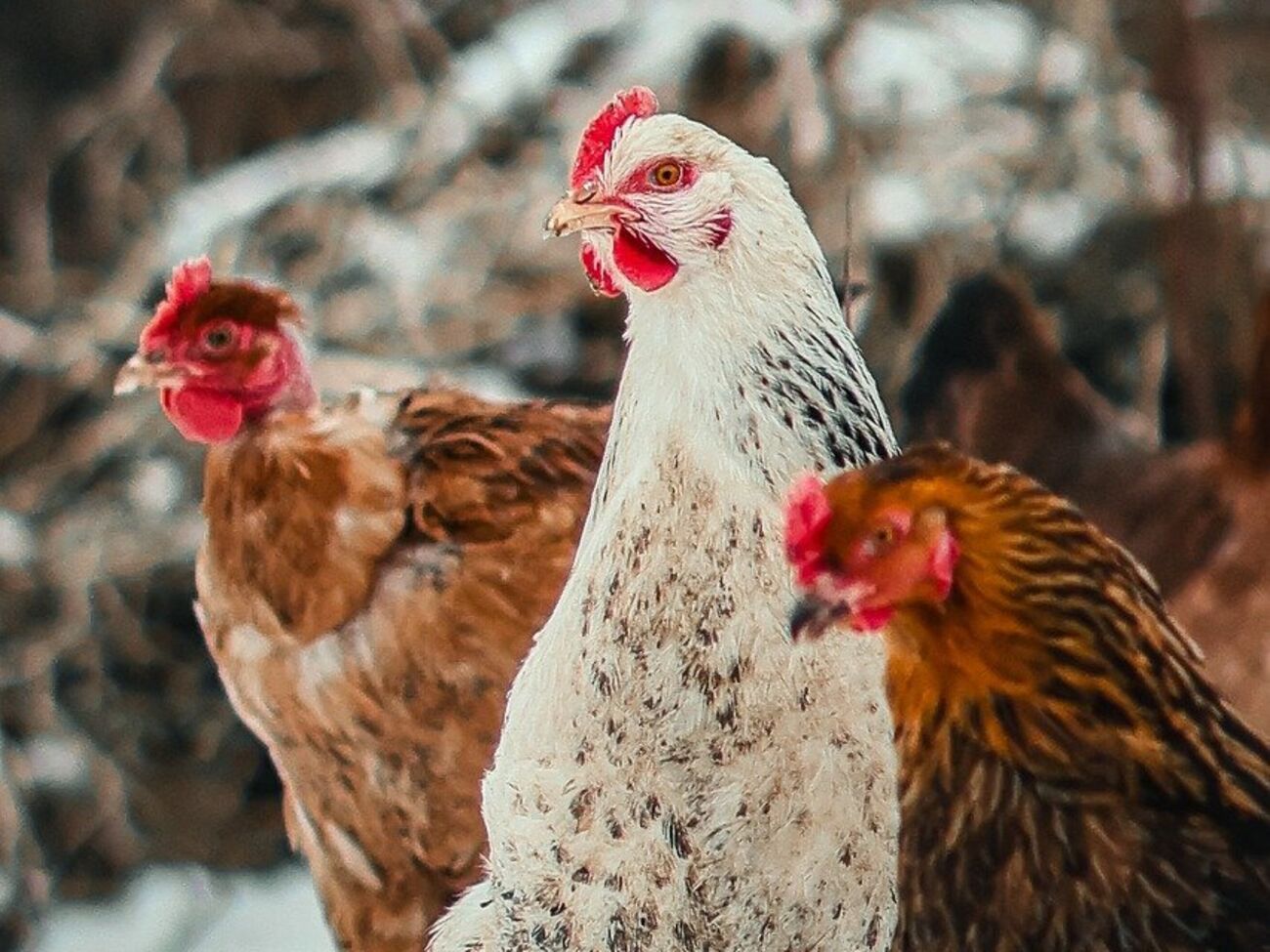 Курятник можно защитить от холода самостоятельно