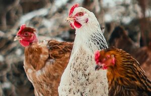 Курятник можно защитить от холода самостоятельно