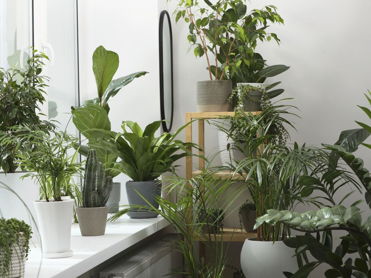 Більшість кімнатних рослин боїться протягів