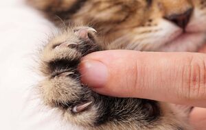 За даними поліції, інцидент стався на початку 2025 року