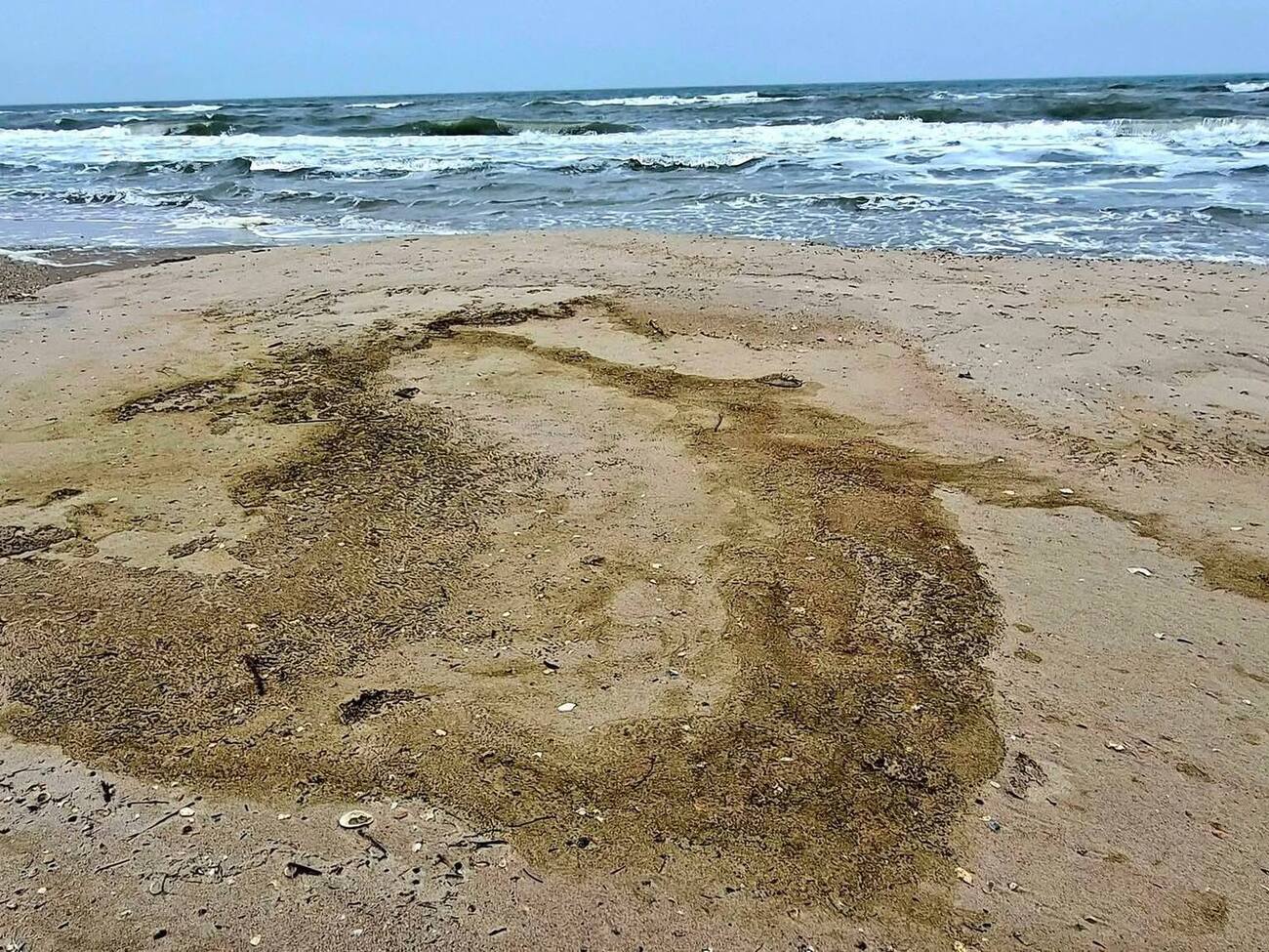 На побережье обнаружили погибших птиц пяти видов