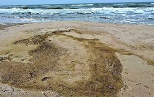 На побережье обнаружили погибших птиц пяти видов