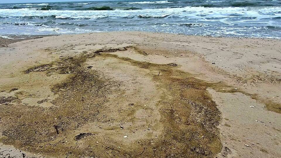 На узбережжі виявили загиблих птахів п'яти видів
