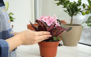 Срезанную часть фиалки нужно высадить в свежий грунт, полить водой и поставить в теплицу