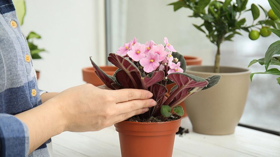 Срезанную часть фиалки нужно высадить в свежий грунт, полить водой и поставить в теплицу