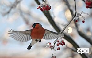 Загалом місяць буде холодним по всій Україні, періоди потепління будуть короткими, зазначив Семиліта