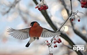 Загалом місяць буде холодним по всій Україні, періоди потепління будуть короткими, зазначив Семиліта
