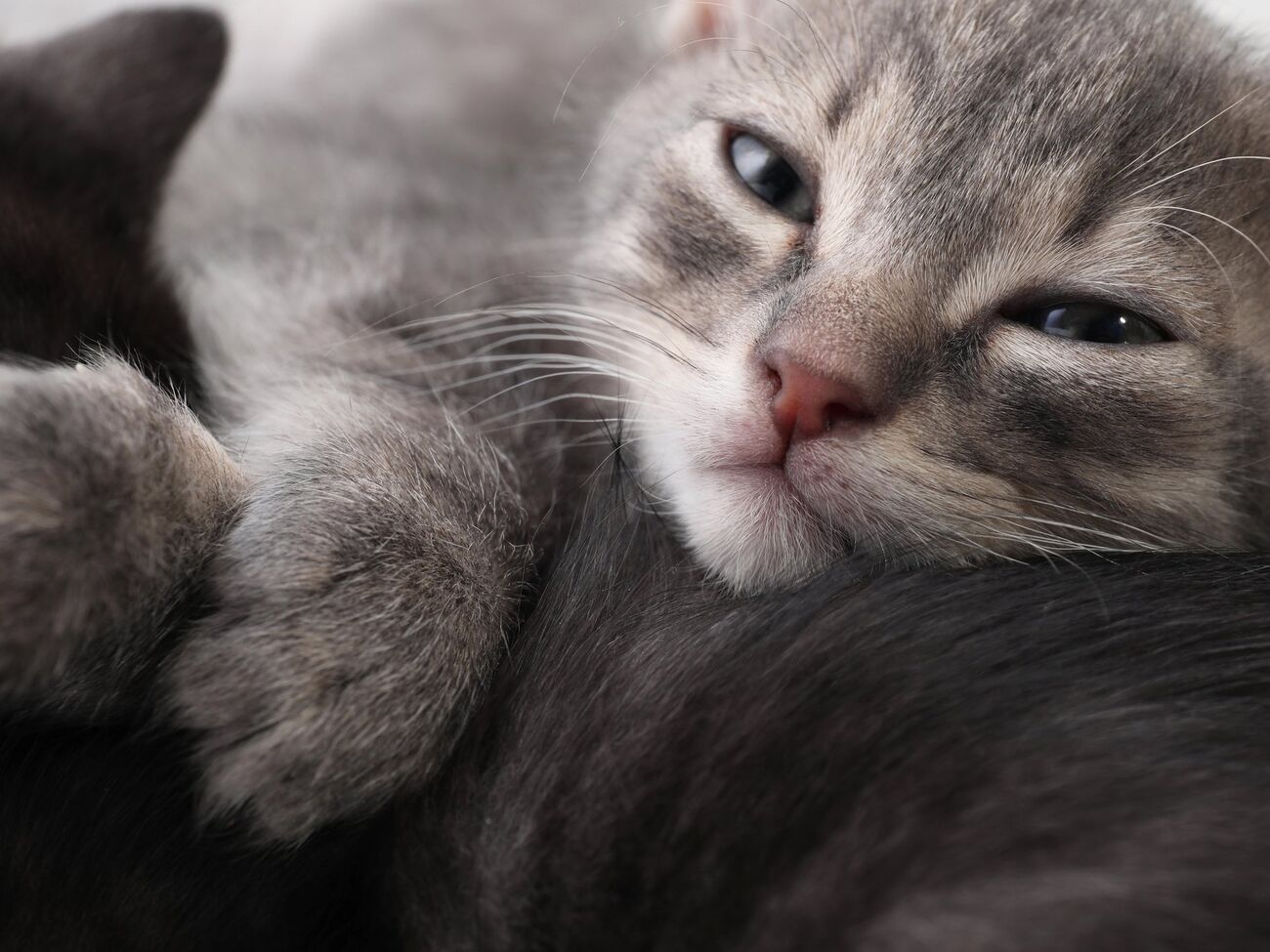 Двое изъятых котят находятся в ветеринарной клинике