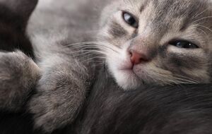 Двое изъятых котят находятся в ветеринарной клинике