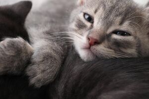 Двое изъятых котят находятся в ветеринарной клинике