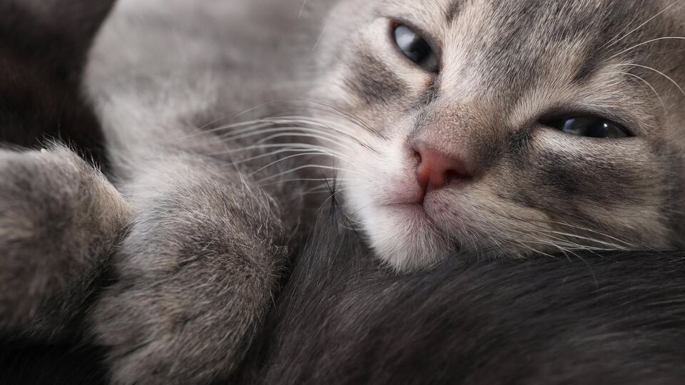 Двое изъятых котят находятся в ветеринарной клинике