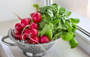 Для выращивания редиса понадобится контейнер глубиной 20 см с дренажными отверстиями