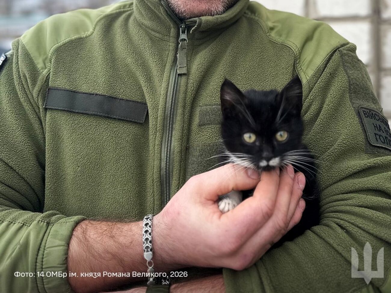 Кот Феликс быстро освоил лоток и уже стал настоящим "военным" в новой семье