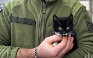 Кот Феликс быстро освоил лоток и уже стал настоящим "военным" в новой семье