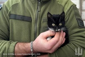 Кіт Фелікс швидко освоїв лоточок і вже став справжнім "військовим" у новій родині