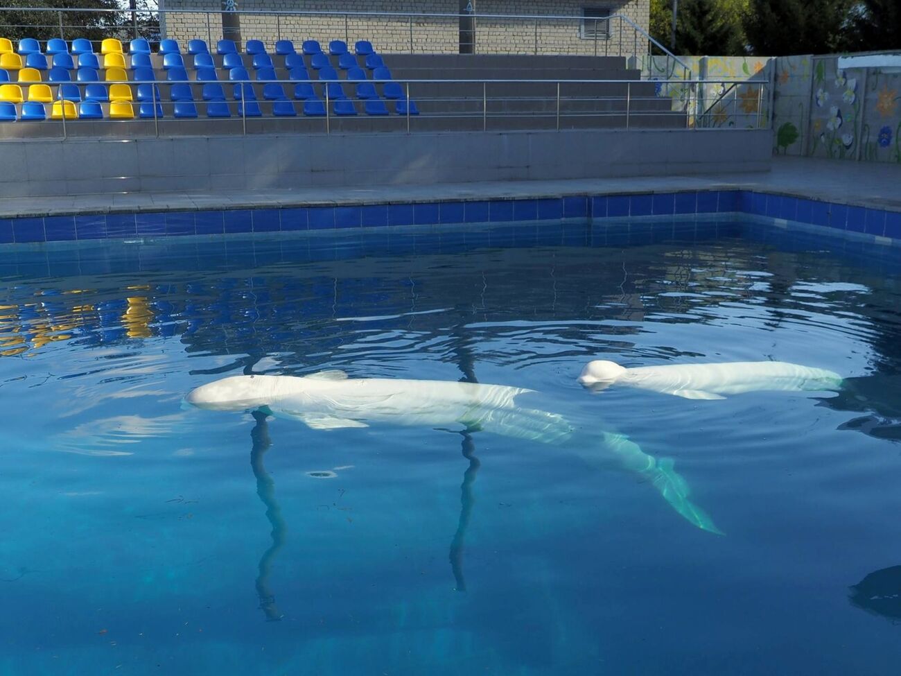 У ХАІ зазначили, що басейн закладу став своєрідним "Ноєвим ковчегом" для білух
