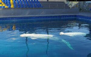 В ХАИ отметили, что бассейн учебного заведения стал своеобразным "Ноевым ковчегом" для белух