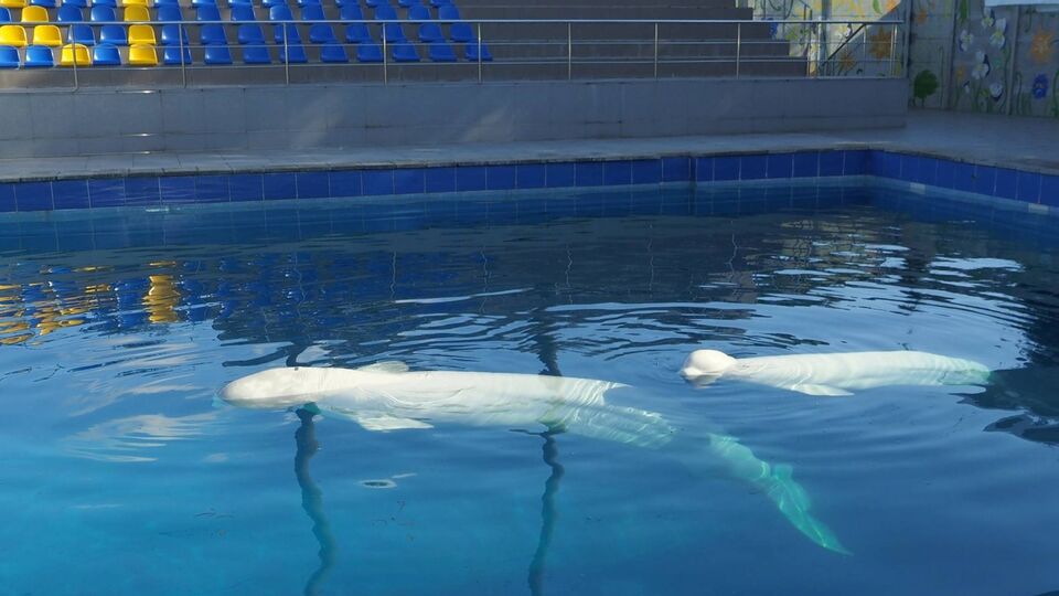 У ХАІ зазначили, що басейн закладу став своєрідним "Ноєвим ковчегом" для білух