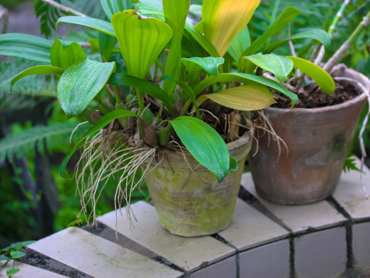 Если корни выходят за пределы субстрата – пора разделить цветок