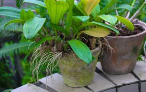 Если корни выходят за пределы субстрата – пора разделить цветок
