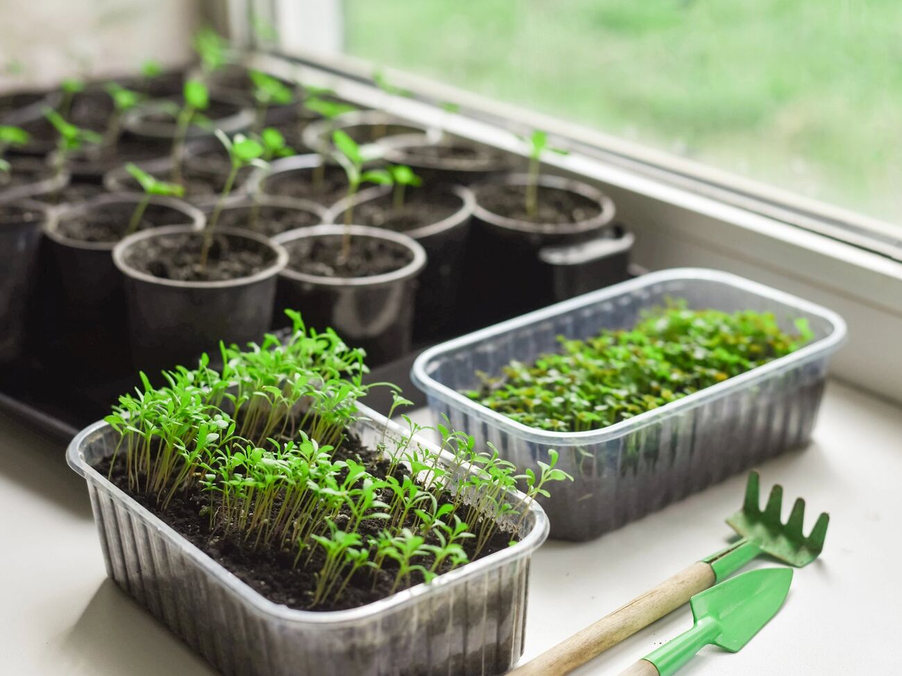 Рассада вырастает крепкой и здоровой