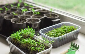 Рассада вырастает крепкой и здоровой