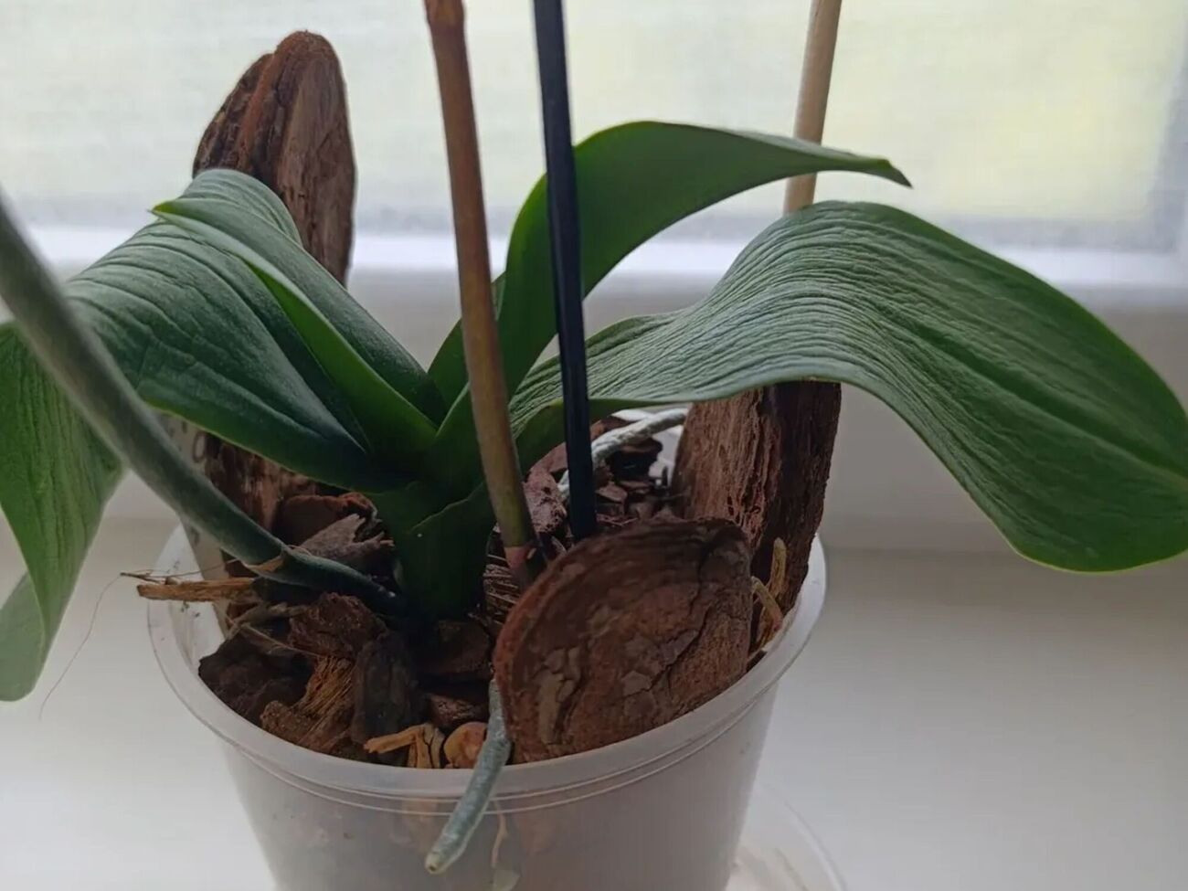 Чтобы спасти цветок, потерявший тургор, следует отрегулировать полив