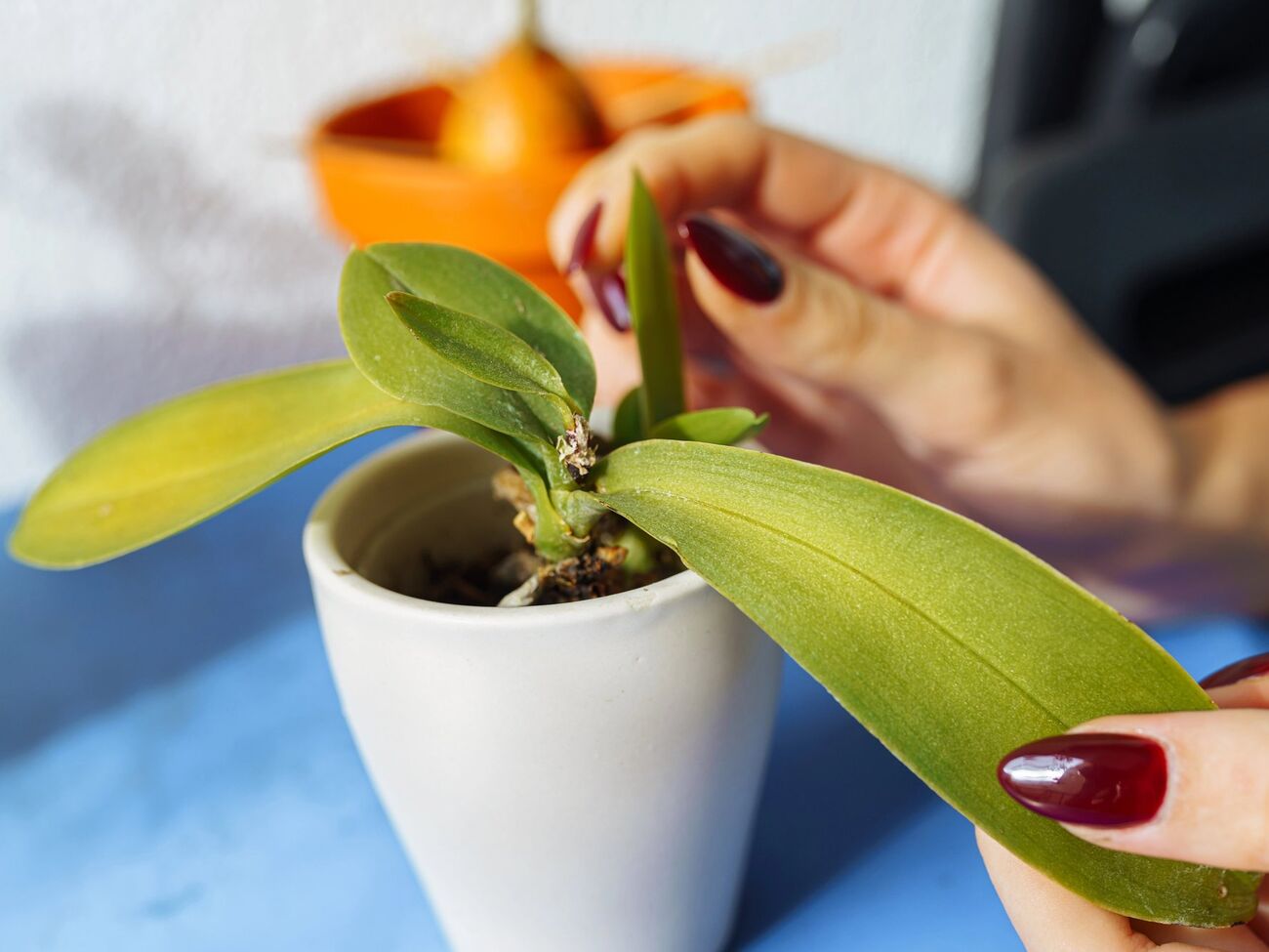 За один год орхидея формирует примерно два листа