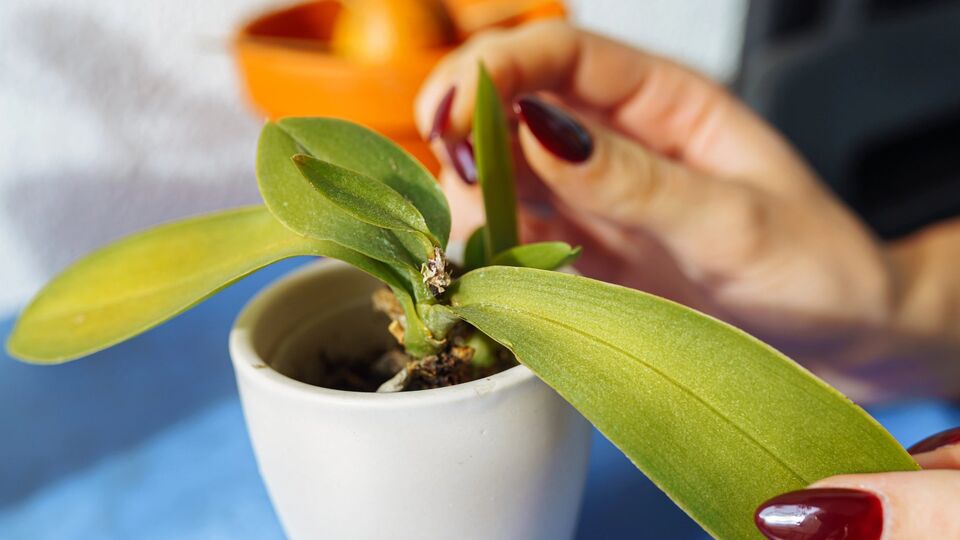 За один год орхидея формирует примерно два листа