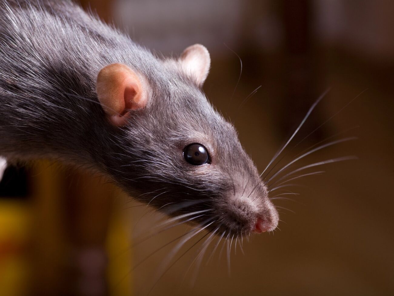 Крысы боятся некоторых ароматов