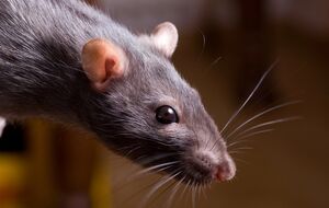 Крысы боятся некоторых ароматов