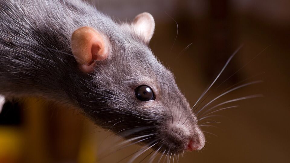 Крысы боятся некоторых ароматов