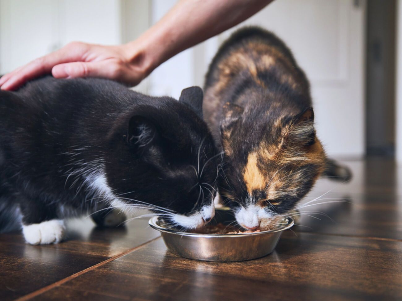 Пятерка лучших брендов кормов для животных: как выбрать производителя, которому можно доверять?