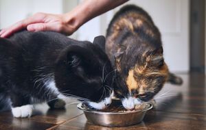 Пятерка лучших брендов кормов для животных: как выбрать производителя, которому можно доверять?