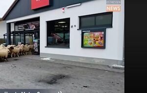 Магазин ожидает от пастуха возмещения ущерба, а в сети считают, что он должен получить денежное вознаграждение