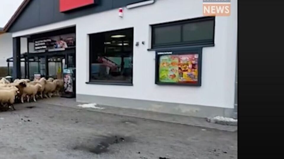 Магазин ожидает от пастуха возмещения ущерба, а в сети считают, что он должен получить денежное вознаграждение