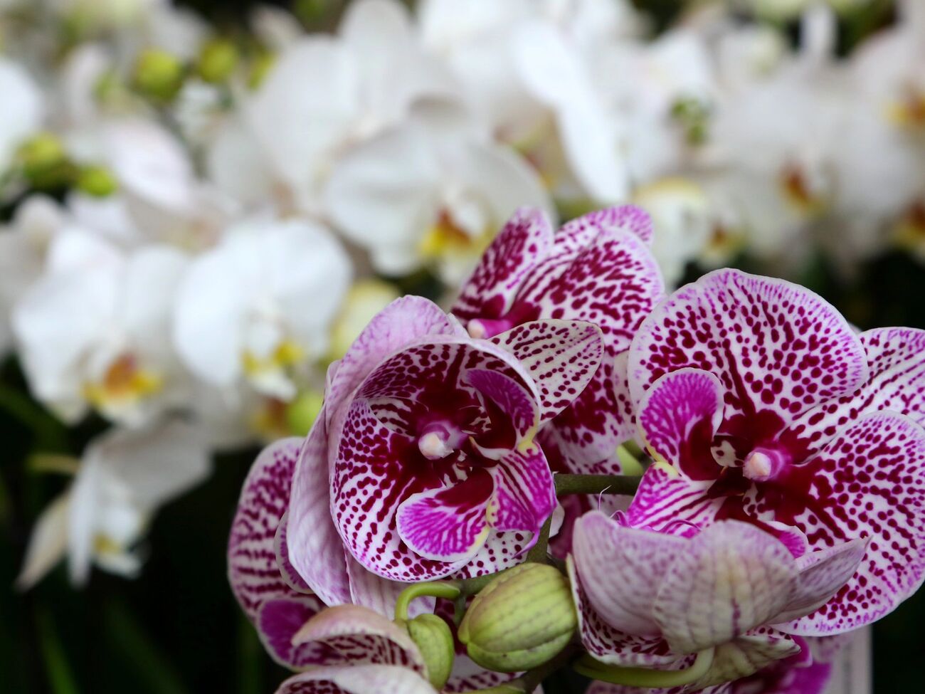 Орхидея нуждается в рассеянном свете