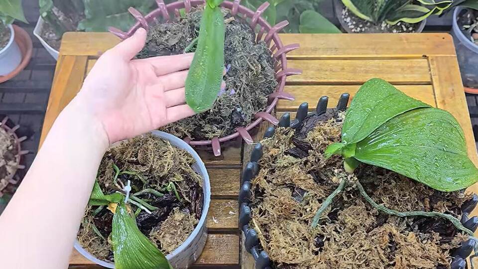 Усього ложка цього порошку – і орхідея знову зацвіте. Рецепт підживлення з того, що є на кухні