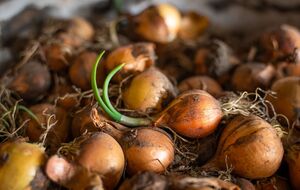 Севок озимого лука испортится, если не сделаете это вовремя