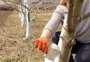 Ни в коем случае не белите эти деревья осенью – они не смогут восстановиться