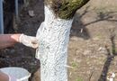 Не наносите раствор таким образом – это большая ошибка. Правила побелки деревьев