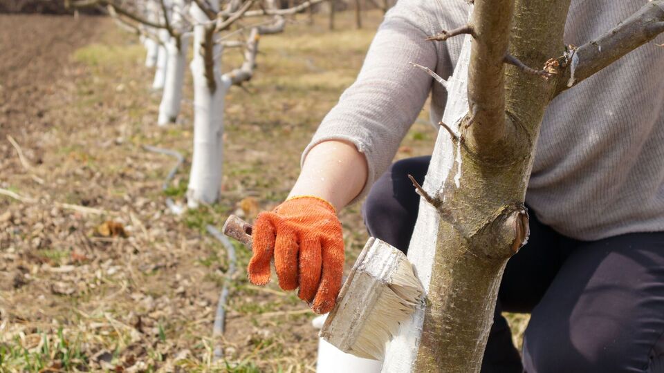 Если в вашем саду растут єти деревья - побелите их перед холодами